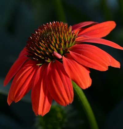 modèle de fleur facile aquarelle