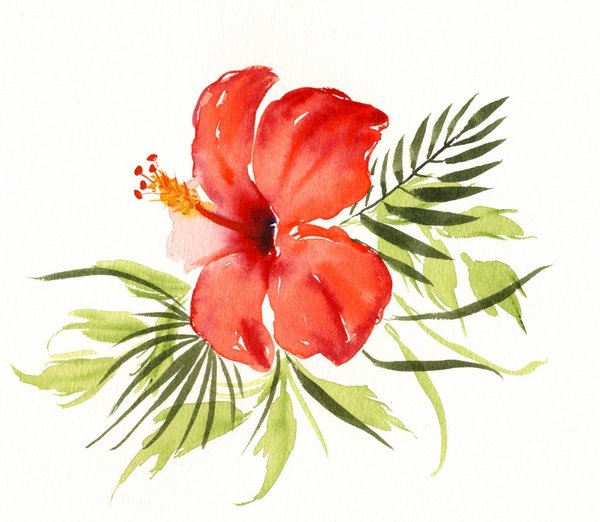 hibiscus aquarelle
