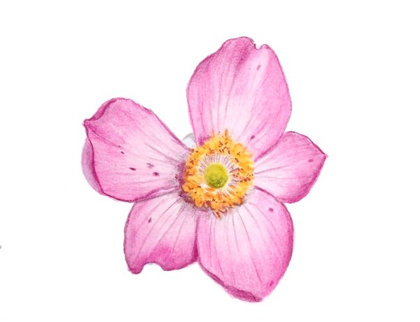 fleur aux crayons aquarellables