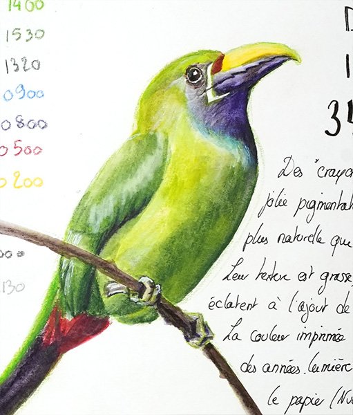 oiseau crayons inktense