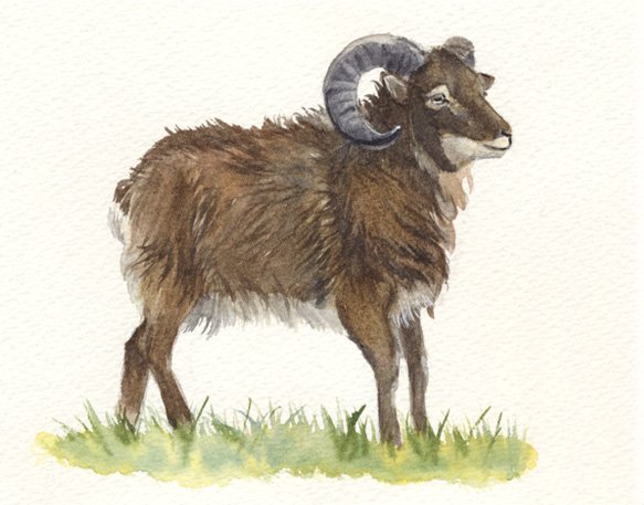 mouton à l'aquarelle