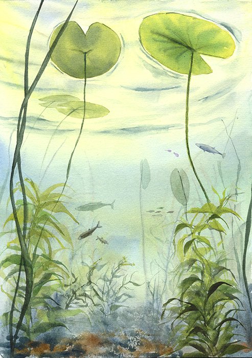 illustration aquarelle